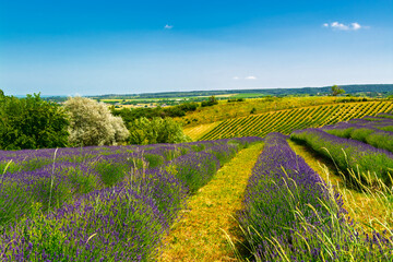 Lavender plantation in Hungary in summer