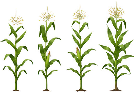 Four stages of corn plant growth isolated on transparent background