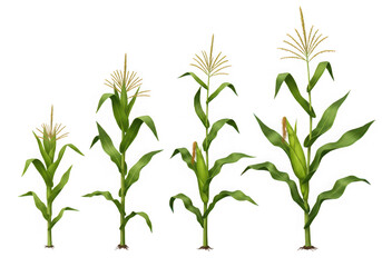 Fototapeta premium Corn plant growth stages illustration isolated on transparent background