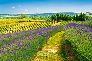 Lavender plantation in Hungary in summer