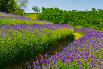 Lavender plantation in Hungary in summer