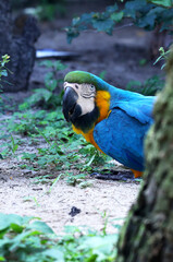 A colorful blue patter hiding behind a tree