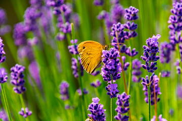 Lavender plantation in Hungary in summer