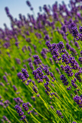 Lavender plantation in Hungary in summer