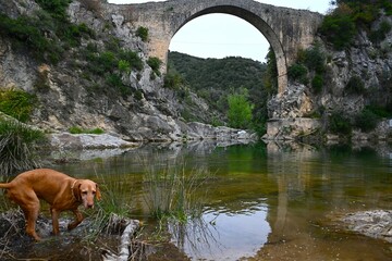 perro en los alrededores de puente romano de llierca, la garrotxa, Cataluña, españa