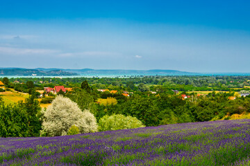 Lavender plantation in Hungary in summer