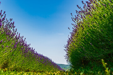 Lavender plantation in Hungary in summer