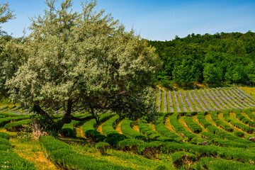 Lavender plantation in Hungary in summer
