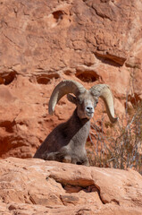 Desert Bighorn Sheep Ram in the Valley of Fire State Park Nevada in Winter