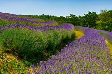 Lavender plantation in Hungary in summer