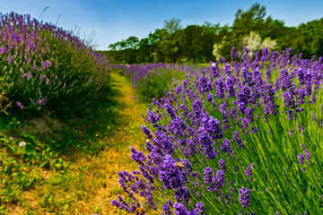 Lavender plantation in Hungary in summer