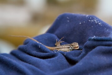 Lizard picked up with cloth