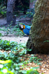 A colorful blue patter hiding behind a tree