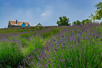 Lavender plantation in Hungary in summer