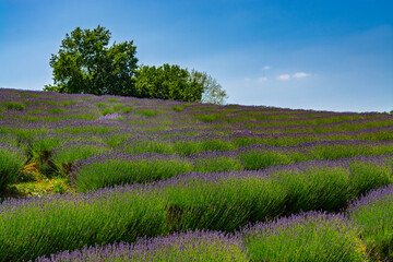 Lavender plantation in Hungary in summer