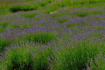 Lavender plantation in Hungary in summer
