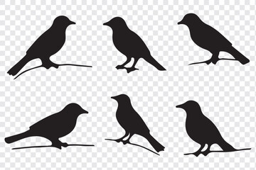 Silhouettes of birds doodle set. Black collection design animal cartoon for nature. Element graphic drawing sketch and isolated white background. Abstract decoration symbol.