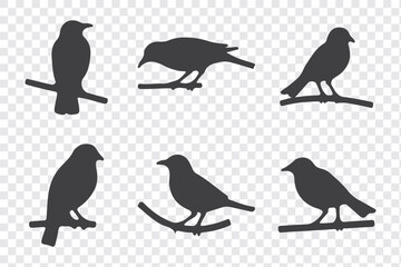 Fototapeta premium Silhouettes of birds doodle set. Black collection design animal cartoon for nature. Element graphic drawing sketch and isolated white background. Abstract decoration symbol.