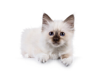 Obraz premium Adorable seal point Sacred Birman cat kitten, laying down on edge. Looking straight to camera with breed specific blue eyes. Isolated on a white background.