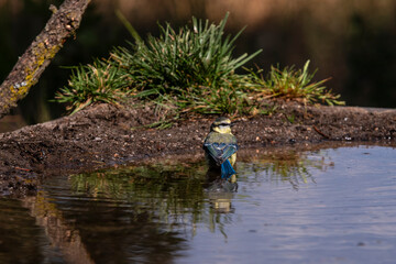 The blue tit faces the water, its vivid tail feathers glowing as it prepares to drink.