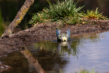 Caught mid-bath, the blue tit flaps joyfully in the water, wings raised in a burst of motion.