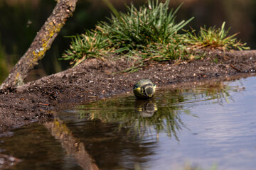 The blue tit bends to sip water from the pond, a moment of nature captured in full detail.