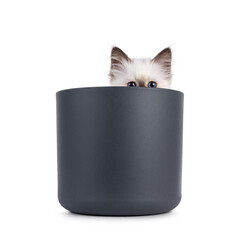 Adorable seal point Sacred Birman cat kitten, sitting in grey flower pot. Peeping over edge straight to camera with breed specific blue eyes. Isolated on a white background.