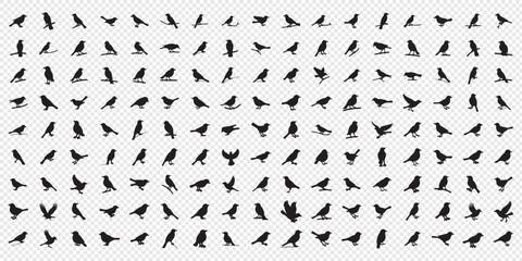 Silhouettes of birds doodle set. Black collection design animal cartoon for nature. Element graphic drawing sketch and isolated white background. Abstract decoration symbol.