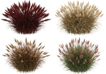Four ornamental grasses top view isolated on transparent background