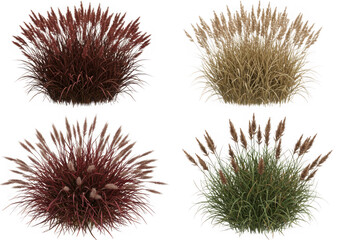 Four ornamental grasses isolated on transparent background