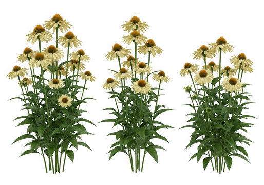 Three pale yellow coneflowers isolated on transparent background