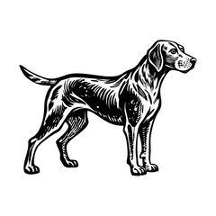 Obraz premium A vintage style illustration representing hunting dog