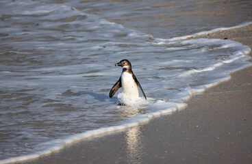 Colony of african penguin on rocky beach - Boluders, South Africa