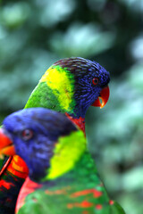 A Macro photo of colorful parakeets