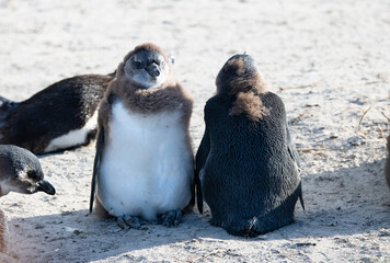 Colony of african penguin on rocky beach - Boluders, South Africa