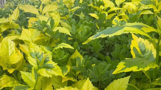 A Golden dewdrop plant (Duranta erecta), also called pigeon berry or skyflower, gently sways in the wind in the foreground.