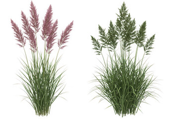 Two ornamental grass plants isolated on transparent background