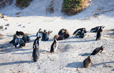 Colony of african penguin on rocky beach - Boluders, South Africa