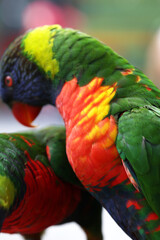 A Macro photo of colorful parakeets