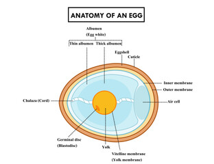 Structure anatomy of chicken or bird egg.Cross section.Diagram of biology or science for education in school.Infographic.Embryo chart.Poultry eggs.Animal concept.Educational.Vector illustration.