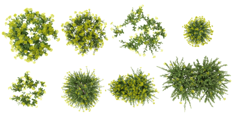 set of Rue plants on transparent background from the top view