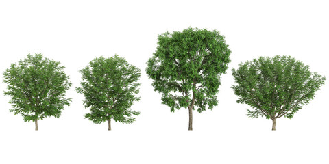 set of Robinia,Ulmus trees on transparent background from the top view