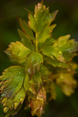 Close-up of a lovage plant in a home garden in Finland.