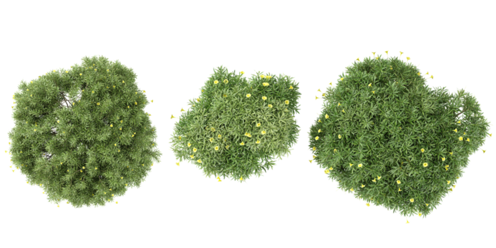 set of Thevetia peruviana plants on transparent background from the top view