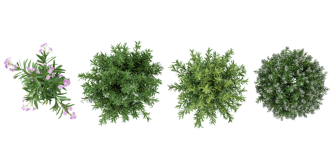 Top view of Rosemary plants on transparent background