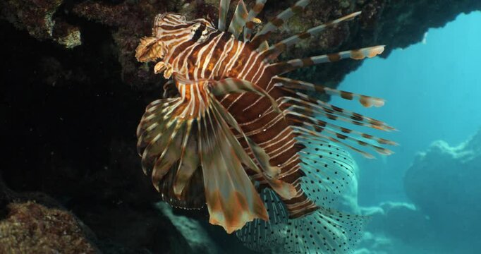 lion fish underwater lionfish underwater mediterranean sea scuba divers to explore