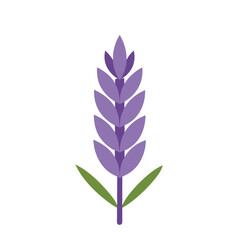 Elegant Lavender Blossom – Flat Floral Vector Illustration