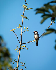 Obraz premium Peaceful Bird Perched in a Tree