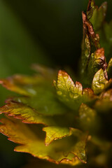 Edible herb lovage thriving in a natural garden setting in Finland.