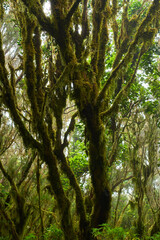 Fototapeta premium Mossy branches in Anaga forest
